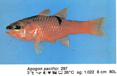 Apogon pacifici